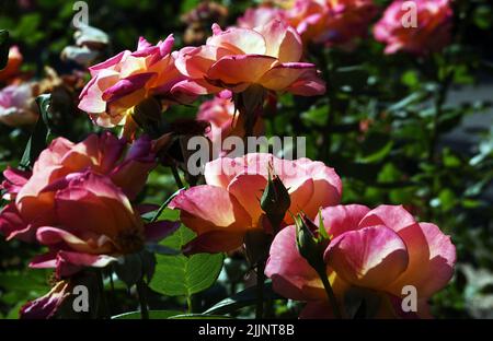 Rosen verschiedener Sorten und Arten aus der Nähe Stockfoto