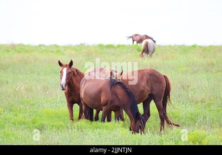 Herde von roten Stunden in grünen Weiden essen - verschwommenes Pferd am Horizont Stockfoto