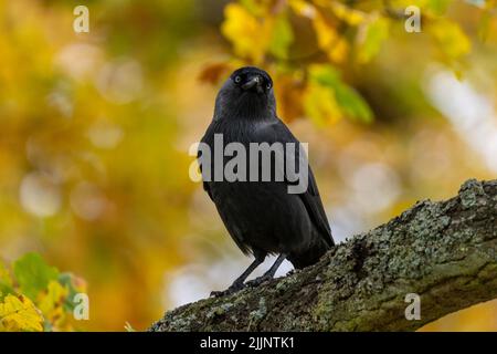 Eine westliche Dohle (Coloeus monedula) starrt von einem Baum mit Herbstblättern aus auf die Kamera Stockfoto