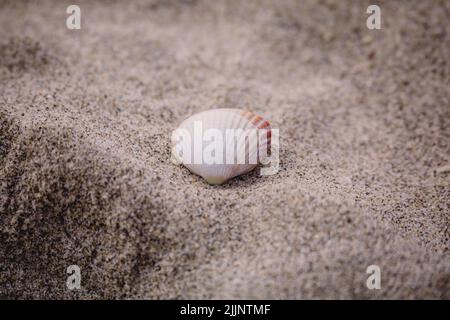 Eine Nahaufnahme einer weißen Muschel im Sand am Strand - perfekt für einen Hintergrund Stockfoto