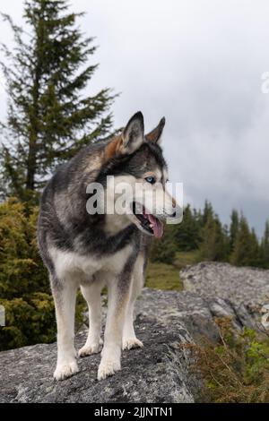 Eine vertikale Aufnahme von sibirischem Husky in einem hohen Gebiet Stockfoto
