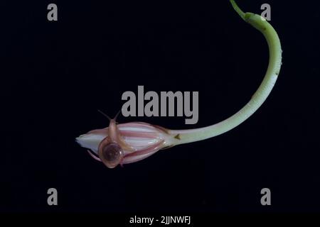 Miniaturschnecke auf einer weißen Epiphyllum Anguligerblume Stockfoto
