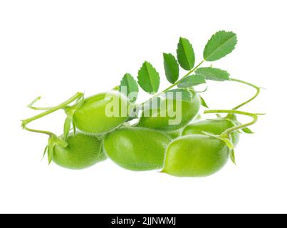 Grüne Kichererbsen in der Hülse mit grünen Blättern, isoliert auf weißem Hintergrund. Cicer arietinum. Beschneidungspfad. Stockfoto