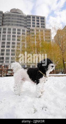 Eine vertikale Aufnahme von Havanese bichon in einem verschneiten Park Stockfoto