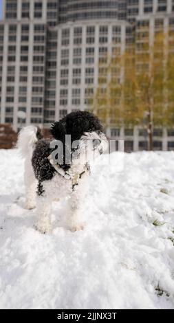 Eine vertikale Aufnahme von Havanese bichon in einem verschneiten Park Stockfoto