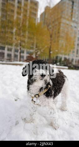 Eine vertikale Aufnahme von Havanese bichon in einem verschneiten Park Stockfoto