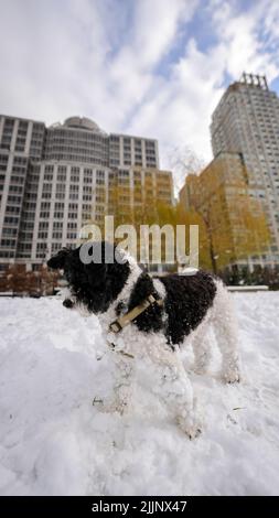 Eine vertikale Aufnahme von Havanese bichon in einem verschneiten Park Stockfoto