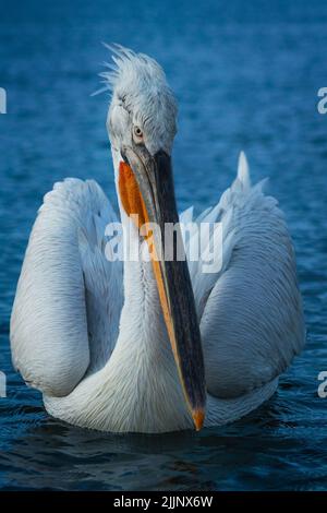 Eine Nahaufnahme eines weißen Pelikans, der tagsüber im ruhigen blauen Wasser schwimmt Stockfoto