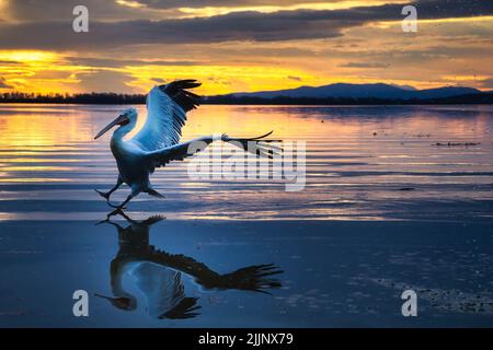 Eine schöne Aufnahme eines weißen fliegenden Pelikans, der auf dem ruhigen Seewasser landete, mit sichtbaren Reflexionen auf der Wasseroberfläche gegen den Abendhimmel bei Sonnenuntergang Stockfoto