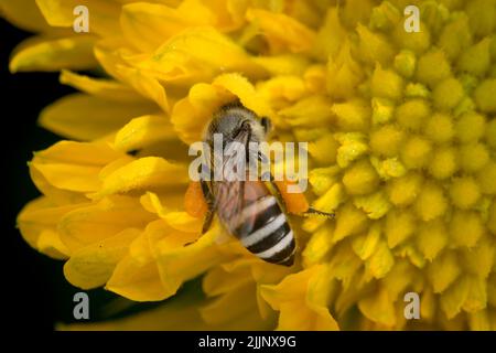 Honigbiene sammelt Nektar aus der gelben Blume, indem sie zwischen die Blütenblätter eintritt. Selektiver Fokus verwendet. Stockfoto