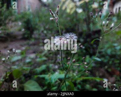 Der Elandelion blüht in einem Garten Stockfoto