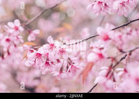 Eine selektive Fokusaufnahme der rosa Kirschblüte, die auf dem Baum blüht, mit verschwommenem Hintergrund Stockfoto