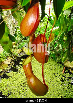 Natur fleischfressende Insektenvernichter Blumen Stockfoto