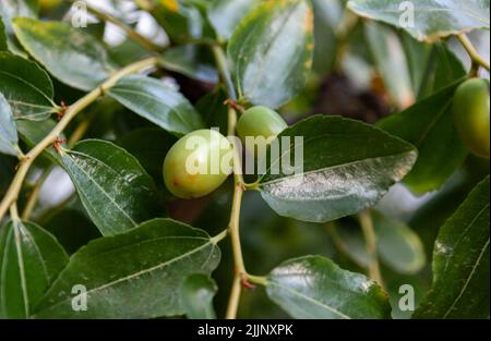 Unreife grüne Jujube-Frucht. Jujubes wachsen auf dem Ast des Baumes. Selektiver Fokus und Nahaufnahme. Stockfoto