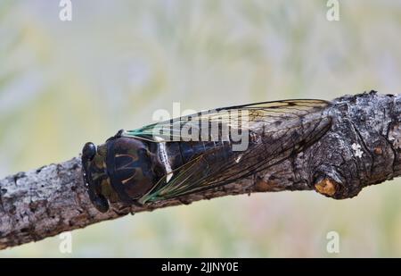 Lyric Cicada (Neotibicen lyricen) Rückenansicht auf einem Ast in Houston, TX. Die Art ist in Nordamerika heimisch. Makrobild mit Kopierbereich. Stockfoto