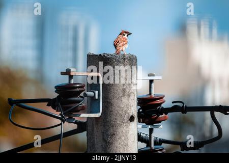 Ein Vogel-eurasischer Baum-Sperling auf einem Laternenpfosten mit Blick auf Cebu City, Philippinen Stockfoto