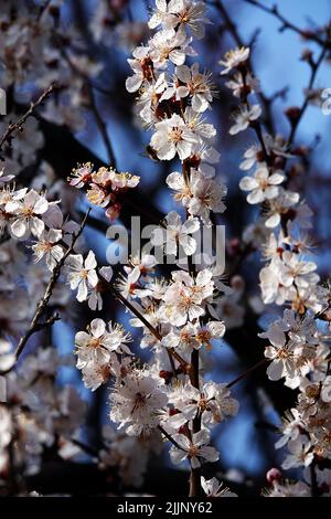 Im Frühling blühen die Blüten auf Obstbäumen aus den Knospen. Stockfoto