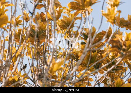 Die hinterleuchteten Herbstbuche gelbe Blätter Stockfoto