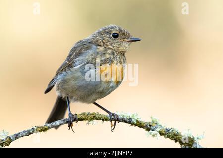 Nahaufnahme kleiner Vogel, Erithacus rubecula, sitzt auf einem schlanken Baumzweig in verschwommenem Hintergrund Stockfoto