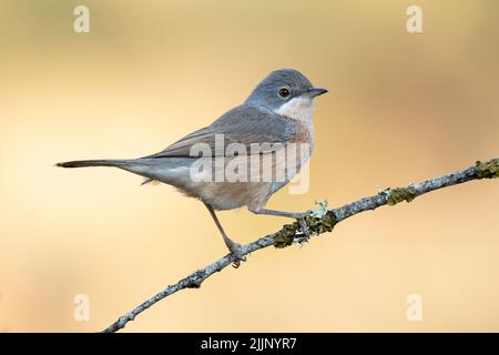 Im Sommer thront der subrige Waldsänger (Sylvia Cantillans) auf einem dünnen Ast auf einem einheitlichen ockerfarbenen Hintergrund Stockfoto