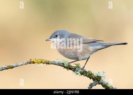 Im Herbst thronte die subrige Waldsänger Sylvia Cantillans auf einem Ast mit gelben Flechten vor einem einheitlichen ockerfarbenen Hintergrund Stockfoto