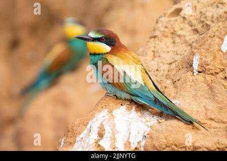 Der europäische Bienenfresser merops apiaster mit einem bunten Gefieder, das auf einem Haufen trockenen Sandes auf unscharfem Hintergrund sitzt. Stockfoto