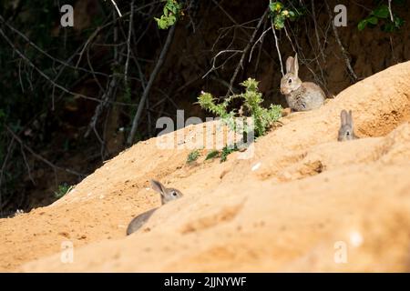 Drei wilde Kaninchen (Oryctolagus cuniculus), die den Eingang zu ihrem Bau bewachen. Spanien Stockfoto