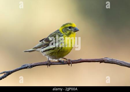 Der männliche europäische Serin, Serinus serinus, thronte auf einem dünnen trockenen Ast vor einem einheitlichen ockerfarbenen Hintergrund in der Natur Stockfoto