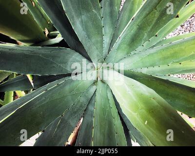 Ein Blick von oben auf die Agavenpflanze im Garten Stockfoto