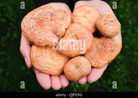 Draufsicht auf anonyme Weibchen, die eine Handvoll frischer Pilze aus dem Wald vorführen Stockfoto