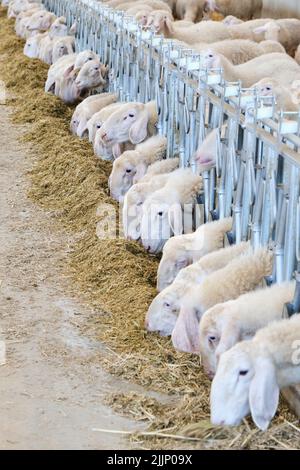 Herde von Schafen, die trockenes Heu hinter einem Metallzaun auf dem Hof fressen. Vertikales Format Stockfoto