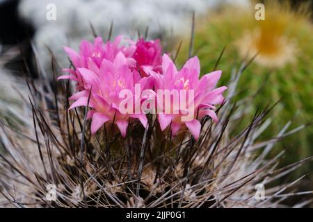 Farbenfrohe rosa Blüten wachsen auf scharfen Spitzen von Kakteen in hellen Raum mit Produkten auf verschwommenem Hintergrund während der Blütezeit Stockfoto