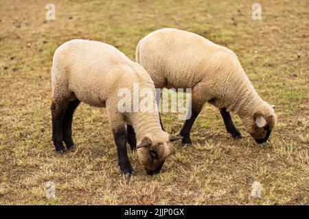 Zwei junge Schafe fressen trockenes Gras auf dem Feld. Nahaufnahme der Postkarte Stockfoto