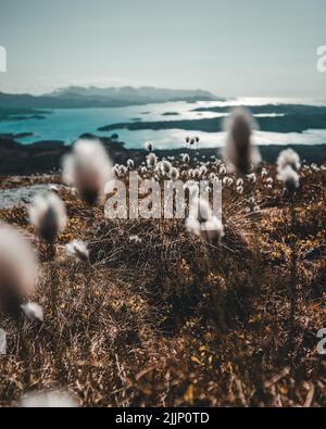 Die schönen Blumen und Kräuter, die am Meer wachsen Stockfoto