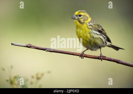 Gelber europäischer Serin, der auf dünnem Ast auf unscharfem Hintergrund einer grünen Wiese auf dem Land sitzt Stockfoto