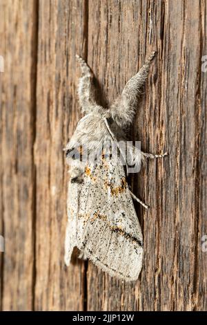 Nahaufnahme von kleinen flauschigen Gynäphora fascelina Motte von brauner Farbe sitzt auf Holzzaun Stockfoto