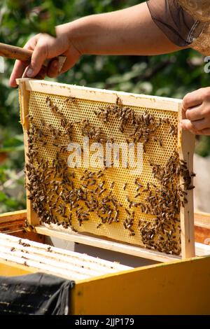 Der Imker nimmt die Rahmen aus dem Bienenstock. Waben mit Bienen und Honig aus der Nähe. Sonniger Tag am Bienenhaus. Stockfoto