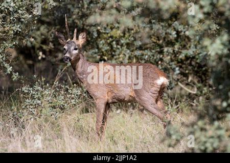 Ein Buck von Capreolus capreolus Hirsch mit gebrochenem Geweih, der auf Gras in der Nähe üppiger Büsche außerhalb des Waldes steht Stockfoto