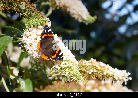 Red Admiral Butterfly sitzt auf einem blühenden Fliederbaum Stockfoto