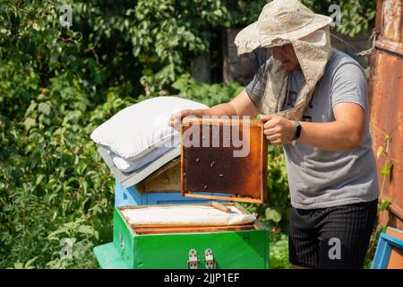 Dunkler trockener Rahmen mit Waben in den Händen eines Imkers. Der Imker nimmt die Rahmen aus dem Bienenstock, um die Arbeit des Schwarms im zu untersuchen Stockfoto