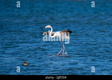 Ein schöner großer Flamingo landete in einem blauen See Stockfoto