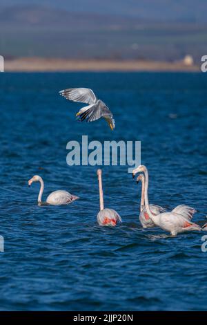 Eine vertikale Aufnahme einer Möwe, die über einer Herde großer Flamingos fliegt (Phoenicopterus roseus) Stockfoto