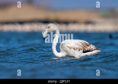 Nahaufnahme des großen Flamingos (Phoenicopterus roseus) im Wasser Stockfoto