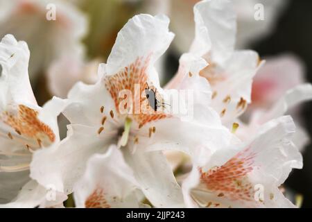 Nahaufnahme eines Insekts auf weißen Rhododendron-Fötzchen Stockfoto