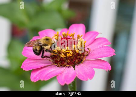 Eine kleine Hummel, die auf einer Zinnie sitzt. Stockfoto