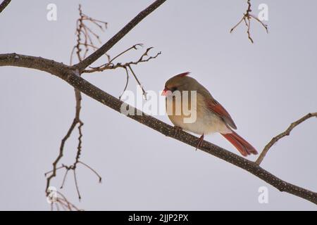 Eine weibliche Nordkardinerin thronte in einem Baum und wartete auf eine Chance am Futterhäuschen. Stockfoto