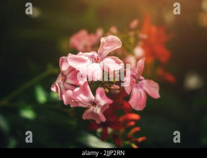 Eine Nahaufnahme der rosa Phlox paniculata Blüten Stockfoto