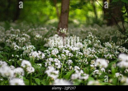 Eine wunderschöne Aufnahme von blühendem Bärlauch (Allium ursinum) im Linn County Park, Glasgow, Schottland Stockfoto