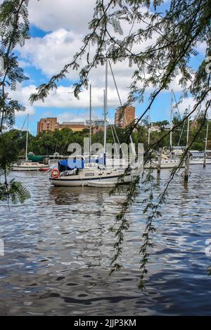 Segelboote in einem Yachthafen am Brisbane River in Australien mit Gebäuden im Hintergrund und eingerahmt von Baumrillen, die vor dem Boot hängen Stockfoto