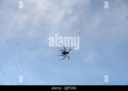Eine Nahaufnahme einer riesigen schwarzen Spinne auf ihrem Netz Stockfoto